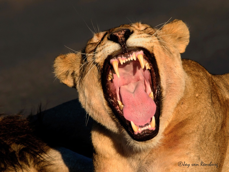 Yawn! - Big Cats