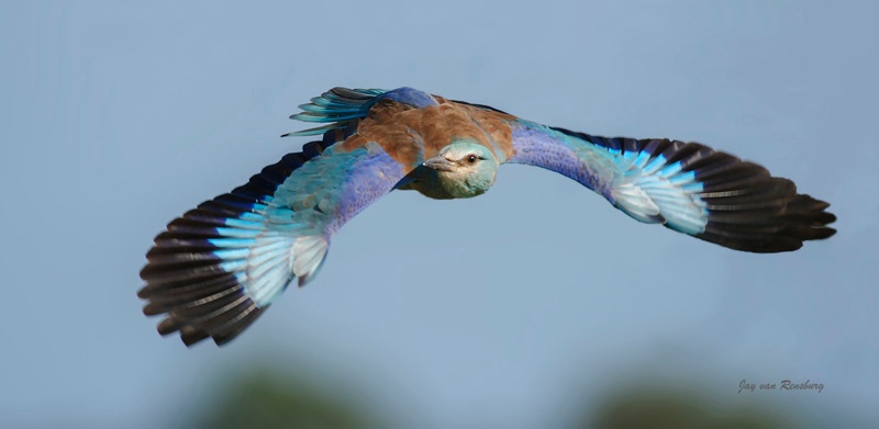 European Roller - Birds