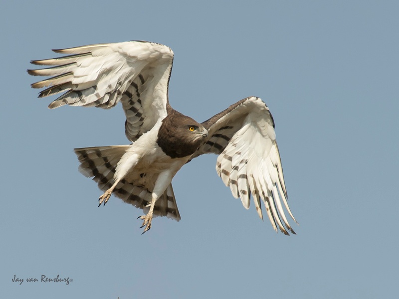 Black-chested Snake Eagle - Raptors
