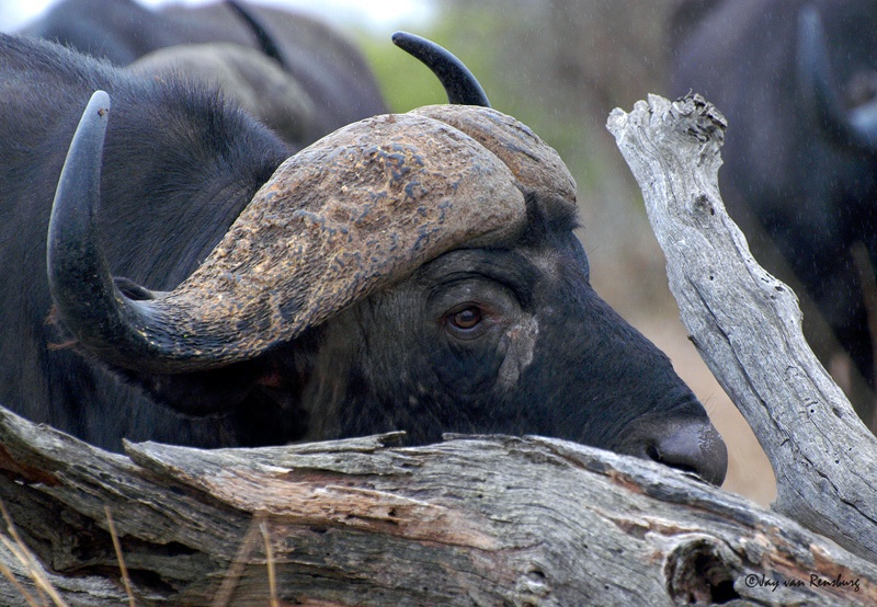 Buffalo - Buffalo