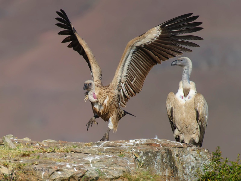 Two step - Vultures