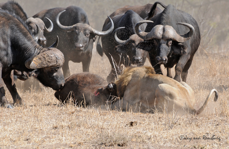 Male Buffalo moving in - Lion vs Buffalo