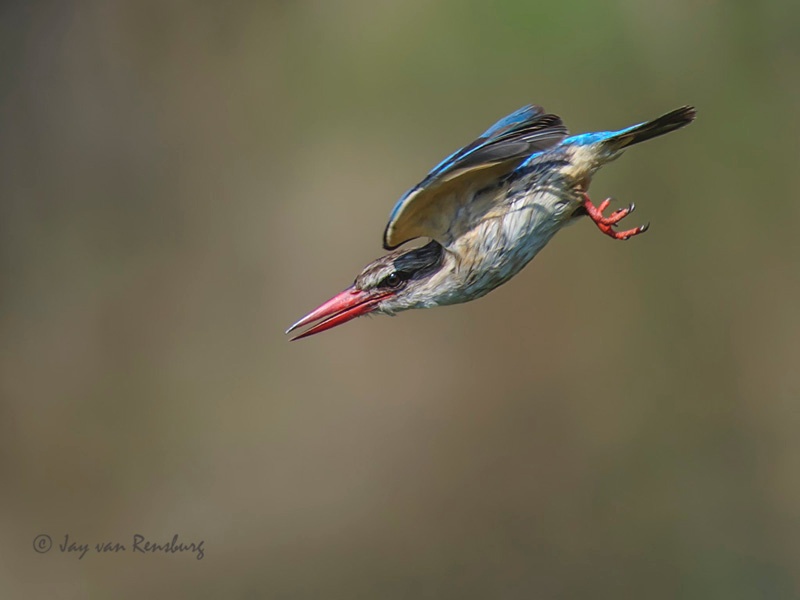 Brown-hooded dive - Kingfishers