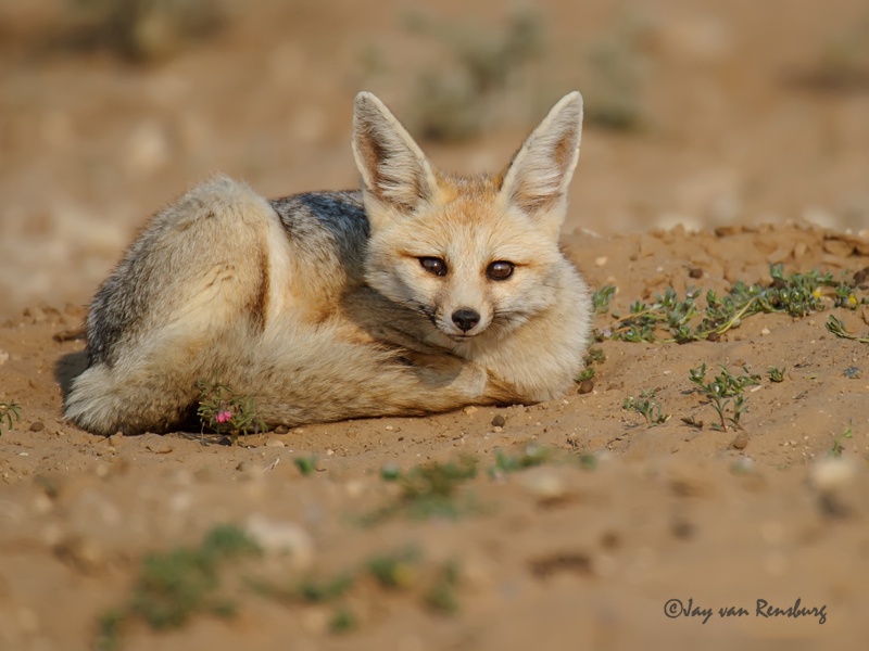 Cape Fox - Carnivores