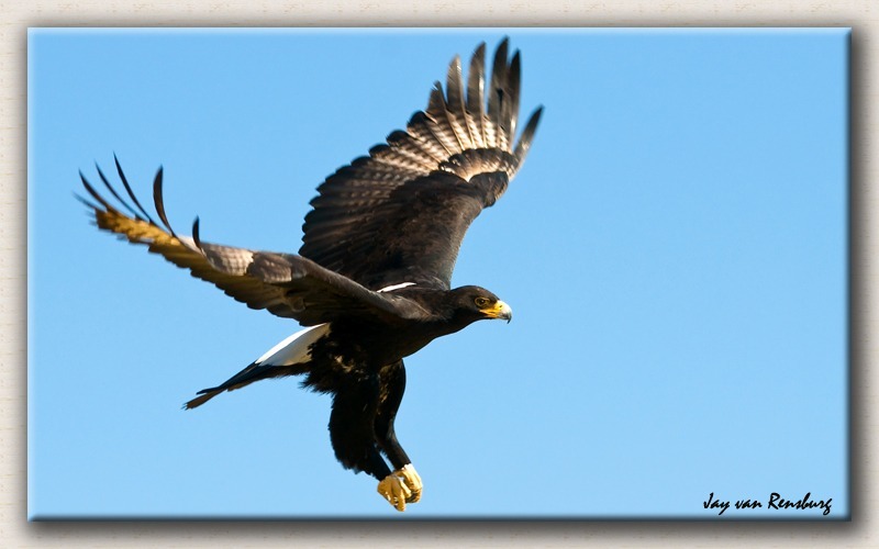 Verreaux's Eagle 3 - Birds in flight