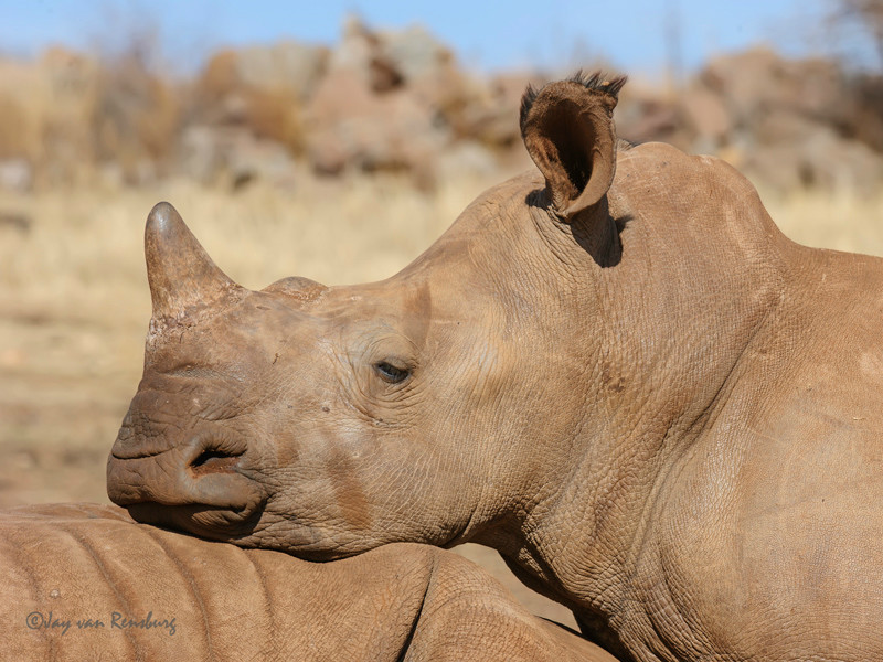 Resting - Rhino