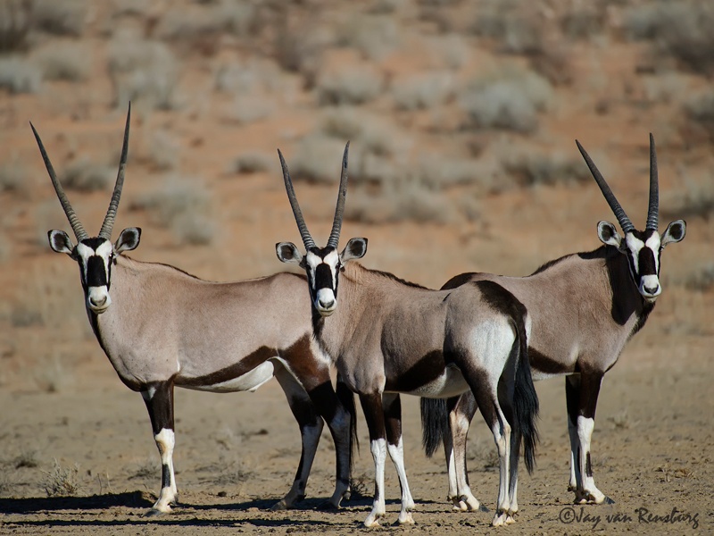 The pose - Antelope