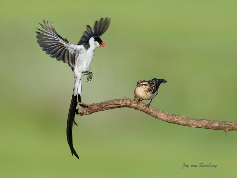 Pin-tailed Whydah courting - Birds