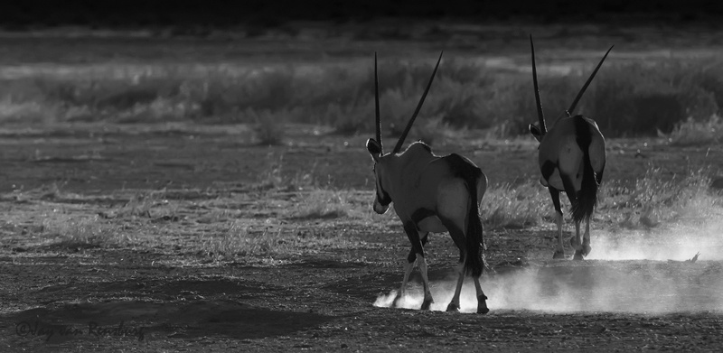 Kicking up dust - Antelope