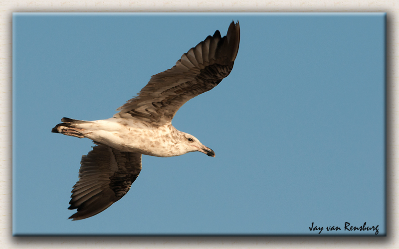 Juv Kelp Gull - Birds in flight