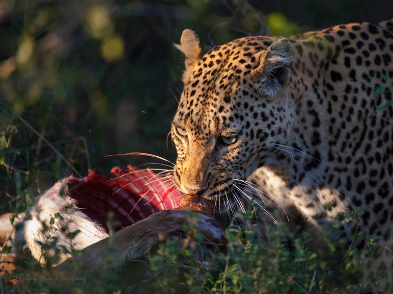 Impala for dinner - Big Cats