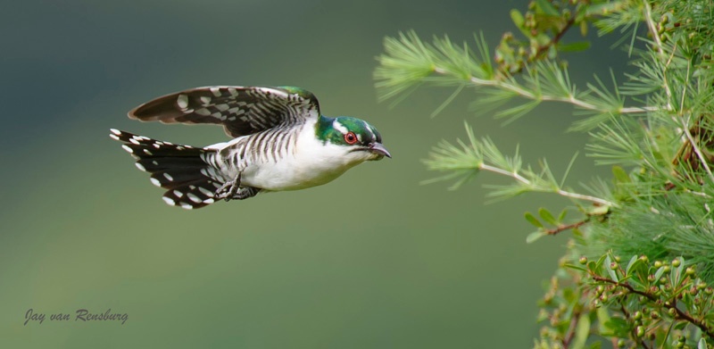Diederik Cuckoo - Birds