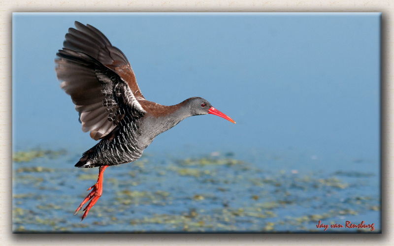 African Rail - Birds in flight