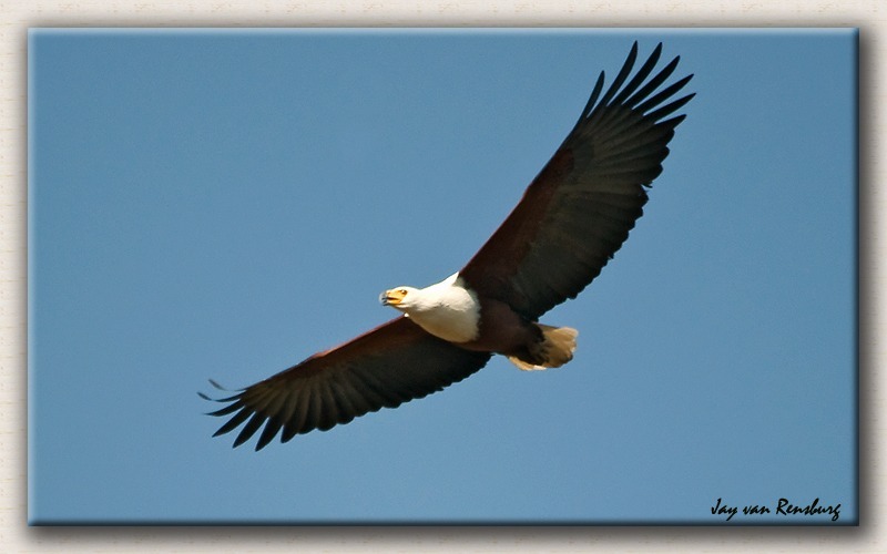 Fish Eagle 1 - Birds in flight