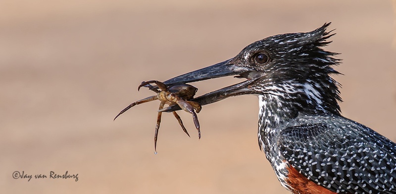 Crab snack - Kingfishers