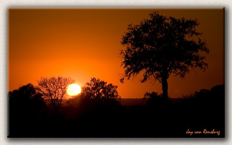 African Bush Sunset 2 - African Sunset