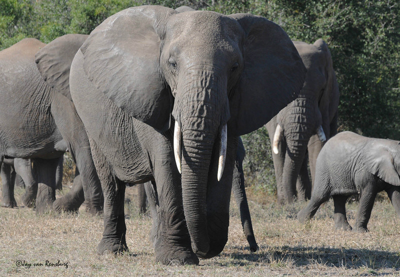 Mom - Elephant