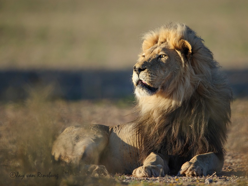 Majestic - Big Cats