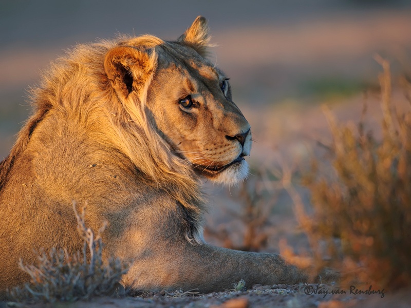 Looking back - Big Cats