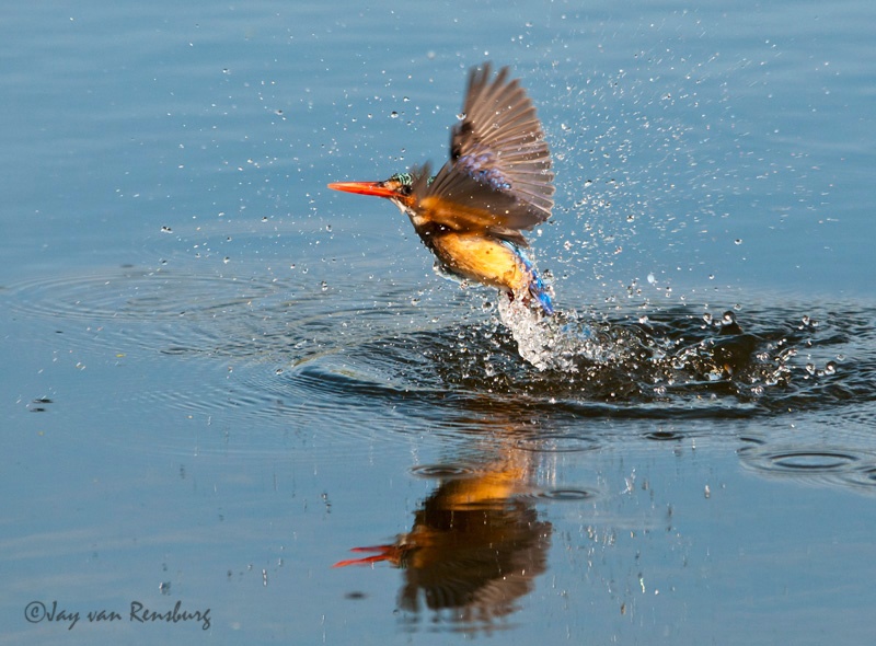 Malachite splash - Kingfishers