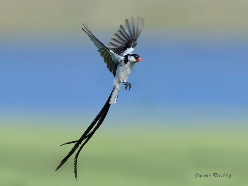 Pin-tailed Whydah - Birds