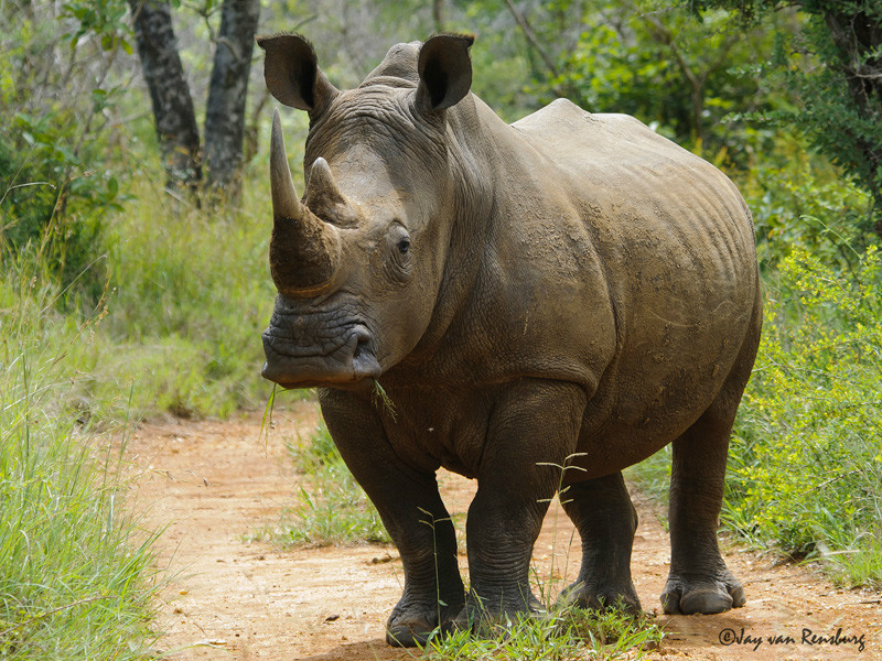 Alert! - Rhino