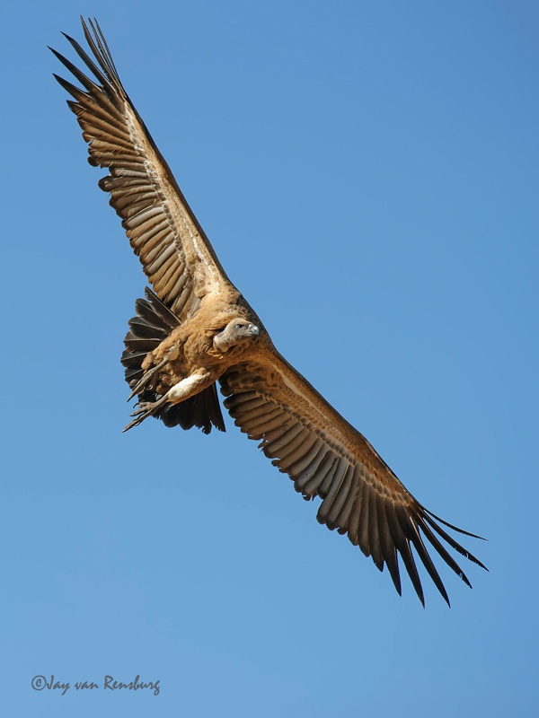 Soaring Cape Vulture