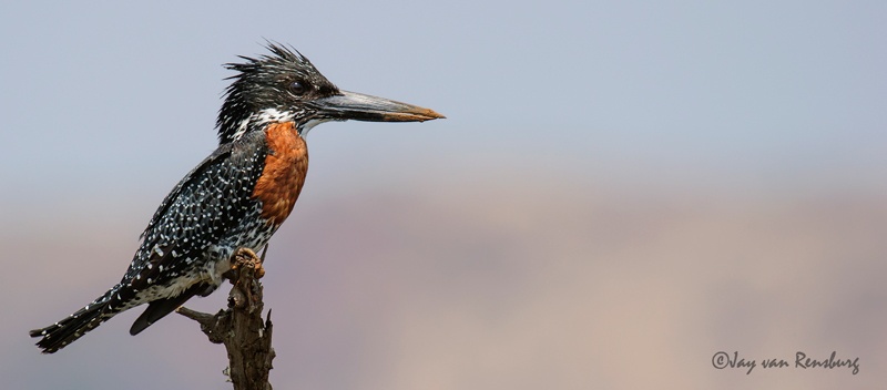 Giant stare - Kingfishers