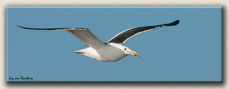 Kelp Gull - Birds in flight