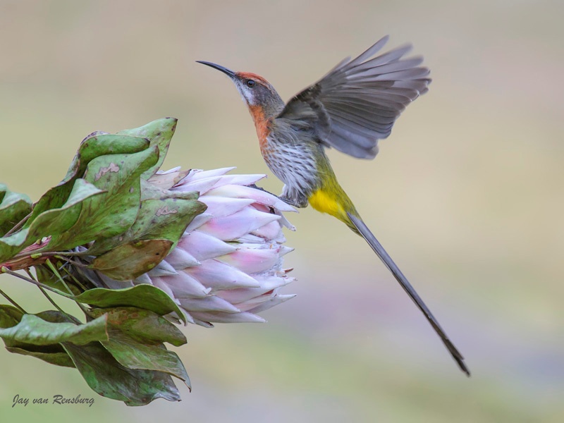 Gurney's Sugarbird 1 - Birds