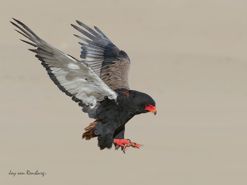 Bateleur Landing - Raptors