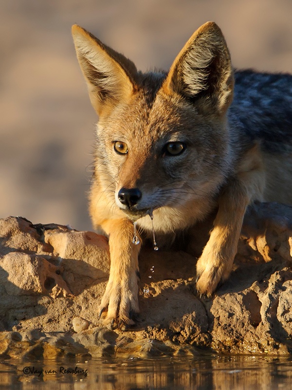 Golden light Jackal - Carnivores