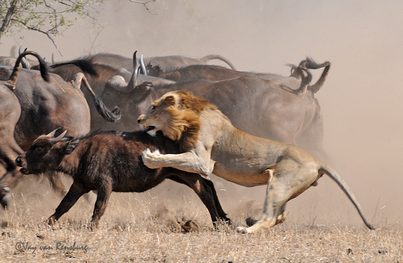 1st Lion attack part 3 1st Lion attack part 3
