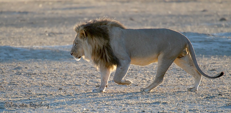 Strolling - Big Cats