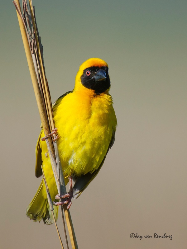 Masked Weaver - Birds