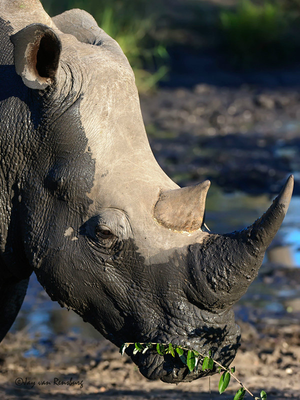 Peaceful - Rhino