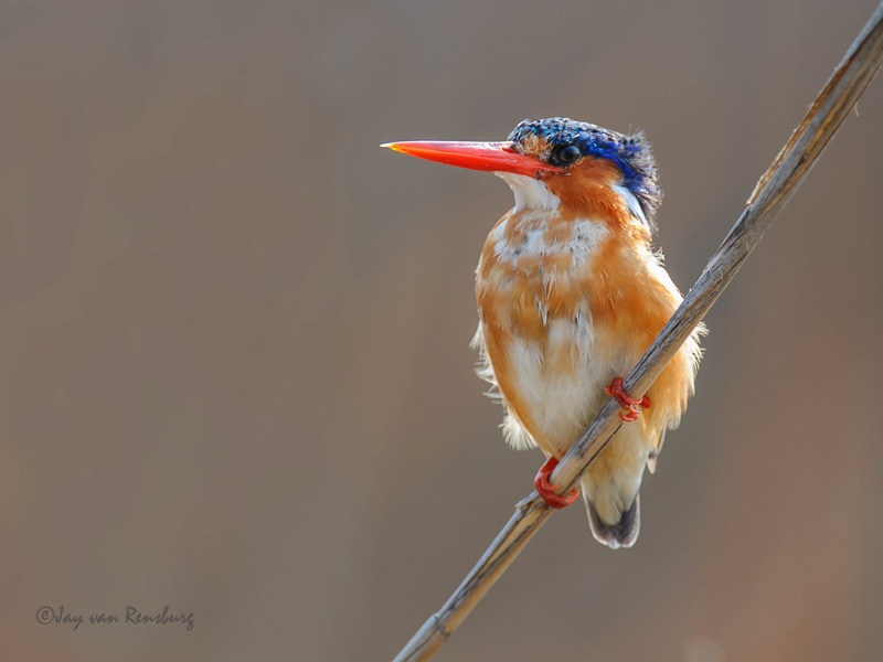 Malachite pose - Kingfishers