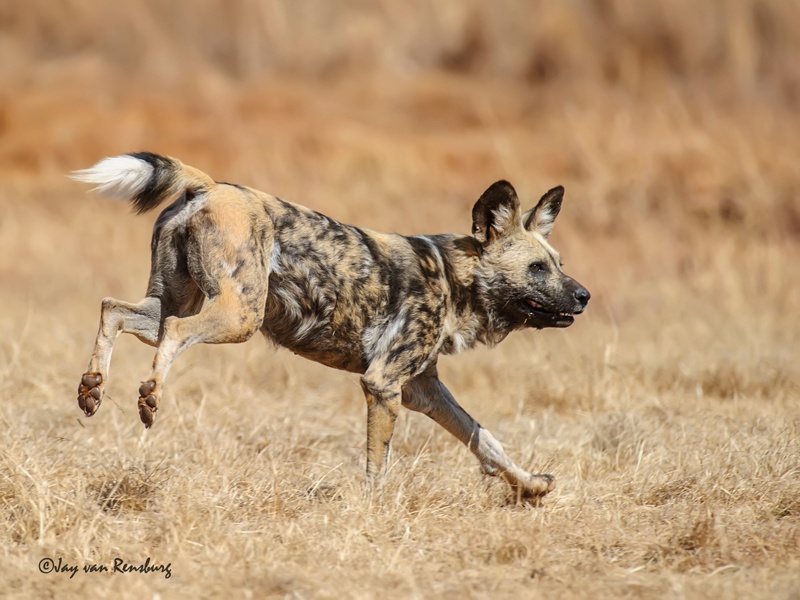 Playful - Carnivores