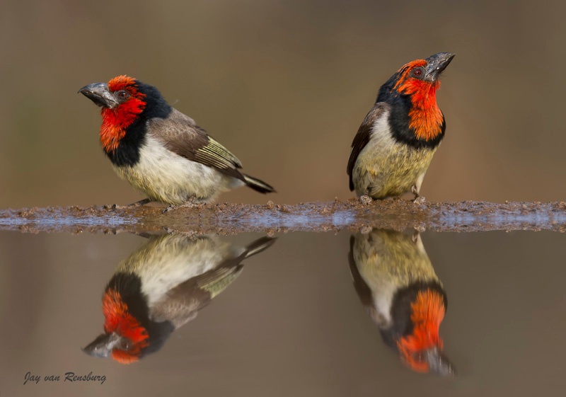 Collared Barbet - Birds