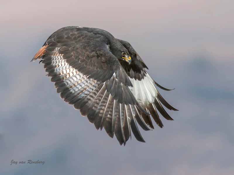 Jackal Buzzard pose - Raptors