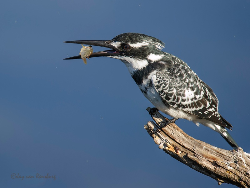 Pied snack - Kingfishers