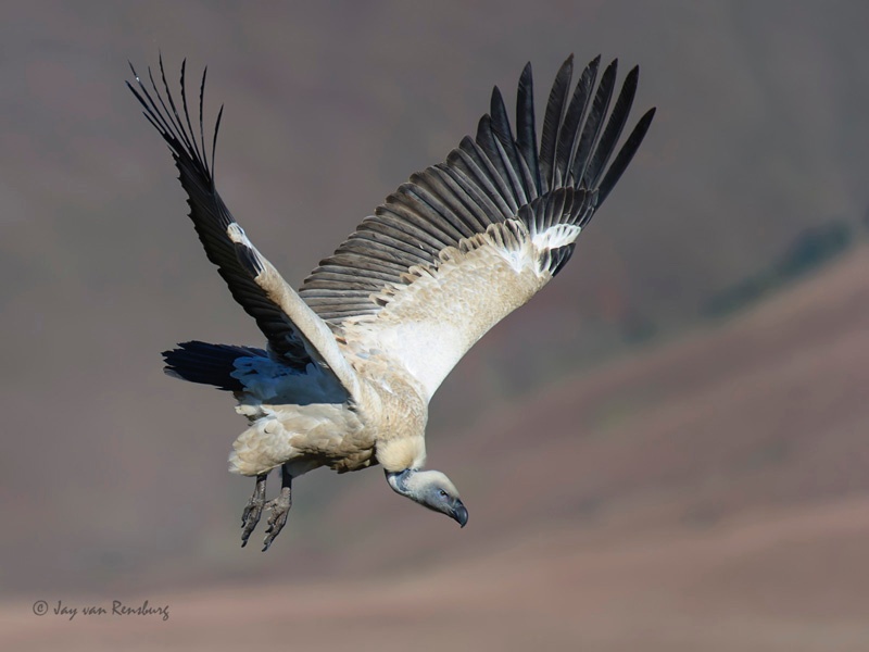 Cape Vulture 1 - Vultures