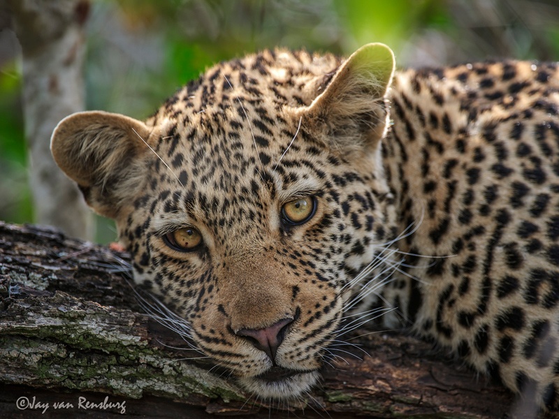 Contemplation - Big Cats