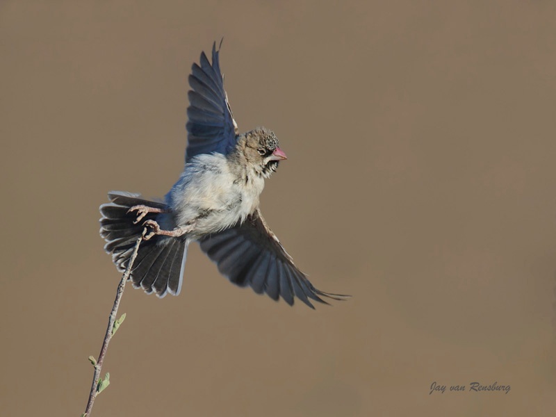 Scaly-feathered Finch - Birds