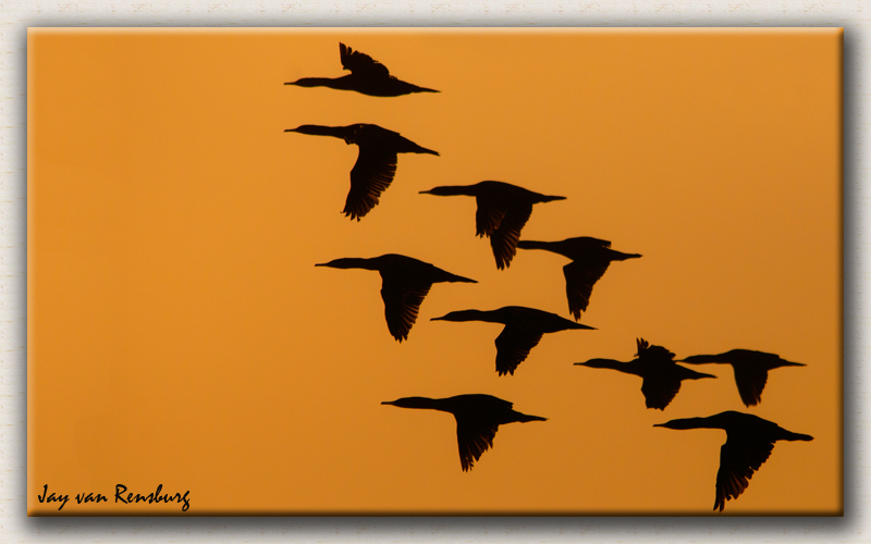 Cape Cormorant - Birds in flight