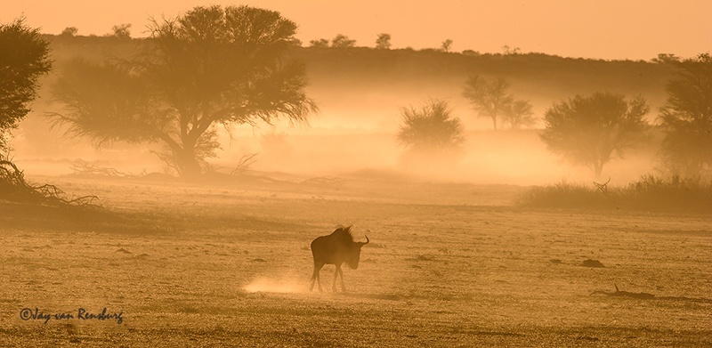 Riverbed Wildebeest - Antelope