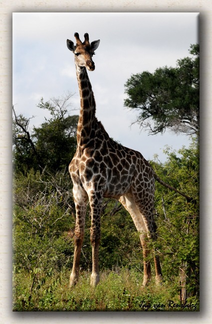 Girrafe - Zebra & Giraffe