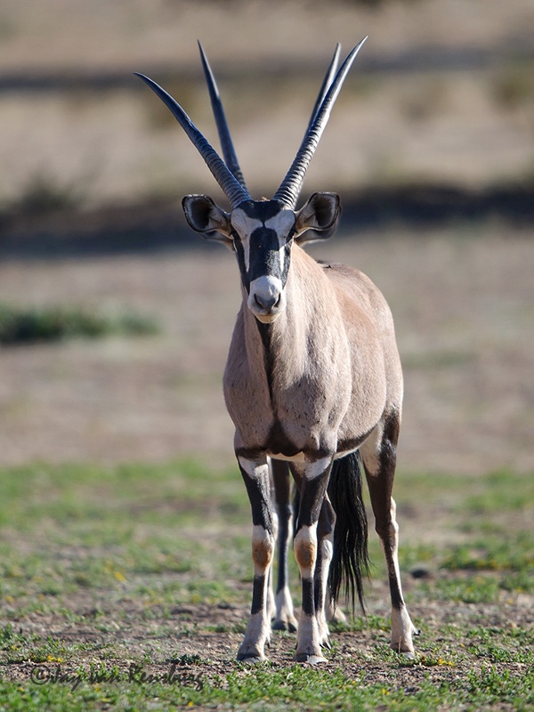 Optical illusion - Antelope