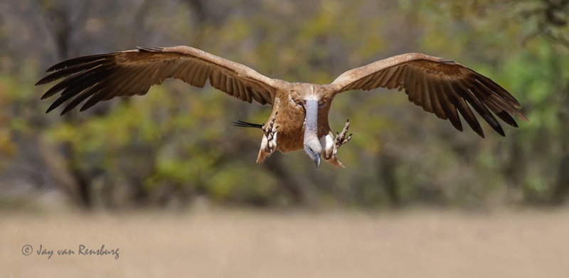 Focus! - Vultures
