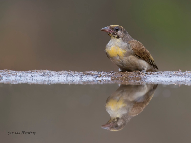 Honeyguide - Birds